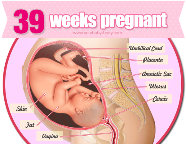 hinh anh mang thai 39 tuan - Mang thai 39 tuần mẹ bầu cần lưu ý điều gì?