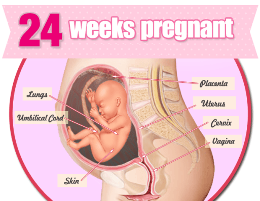 Mang thai tuần thứ 24 và những điều mẹ cần biết