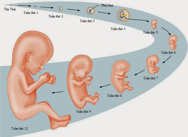 Cẩm nang bà bầu: Các giai đoạn hình thành và phát triển của thai nhi