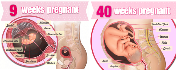 Giai đoạn từ tuần thai thứ 9-40